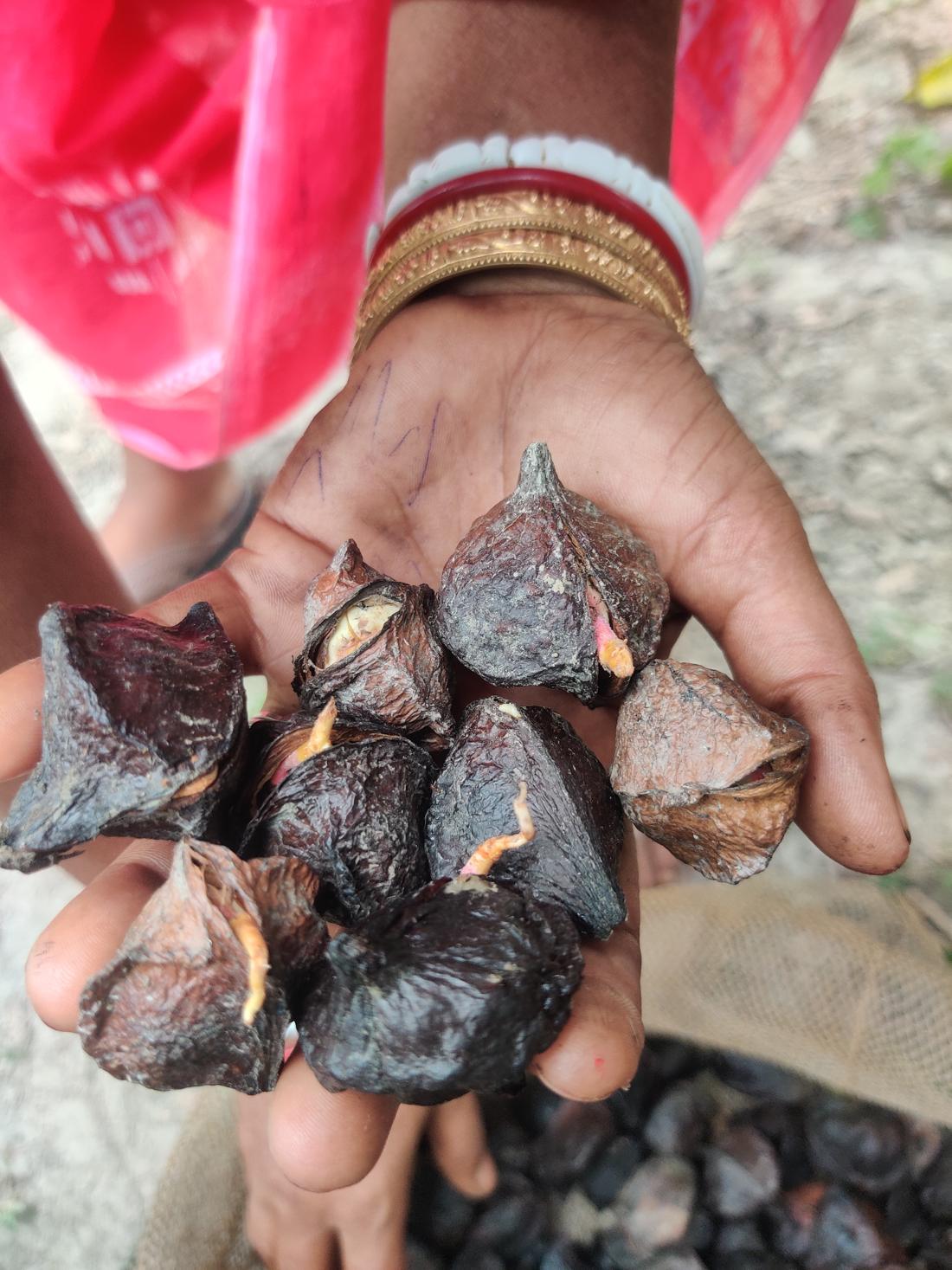 A palm full of dark mangrove seeds beginning to sprout.
