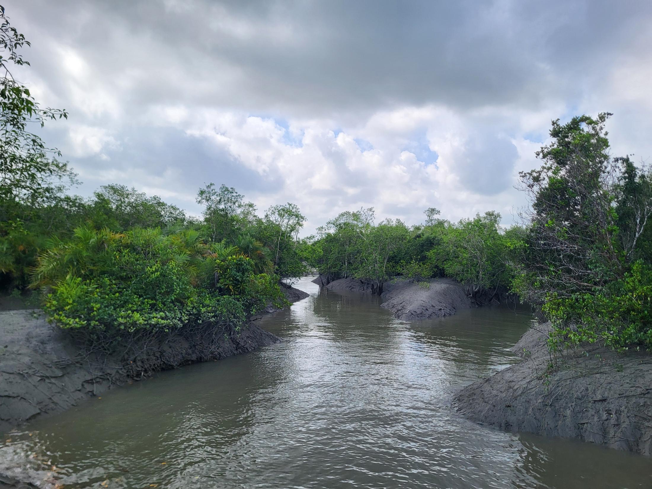 A tidal creek winding between mangrove banks under a cloudy sky.