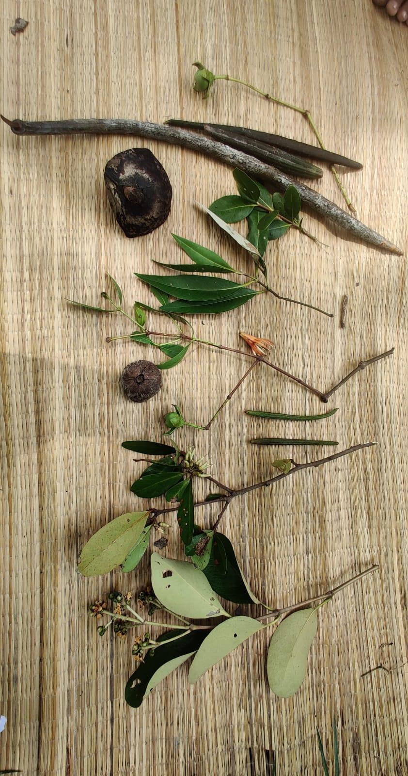 Mangrove propagules, fruits, leaves and flowers laid out on a woven mat for identification.