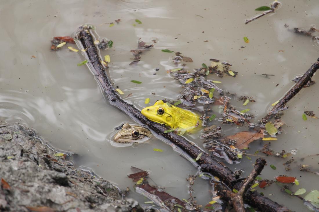 Indian bullfrogs