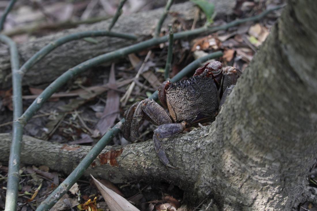 Crab among mangrove roots