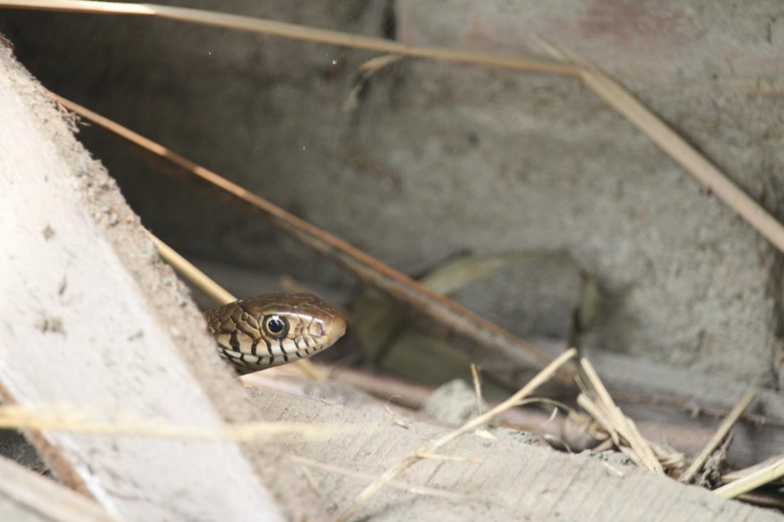 Checkered keelback snake