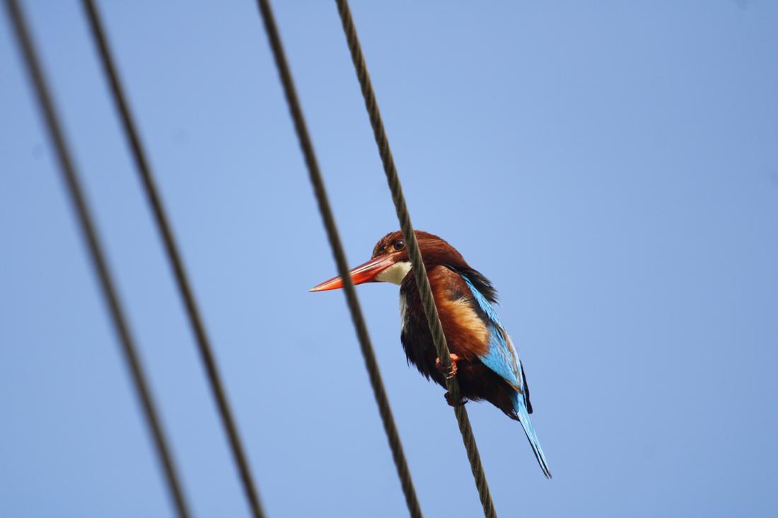 White-throated kingfisher