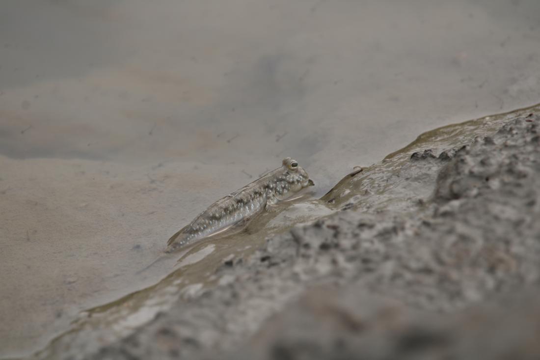 Mudskipper