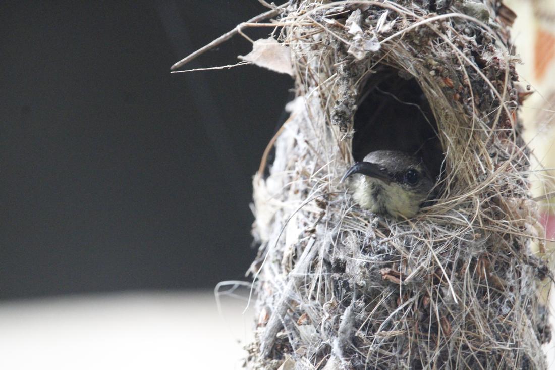 Purple sunbird at its nest