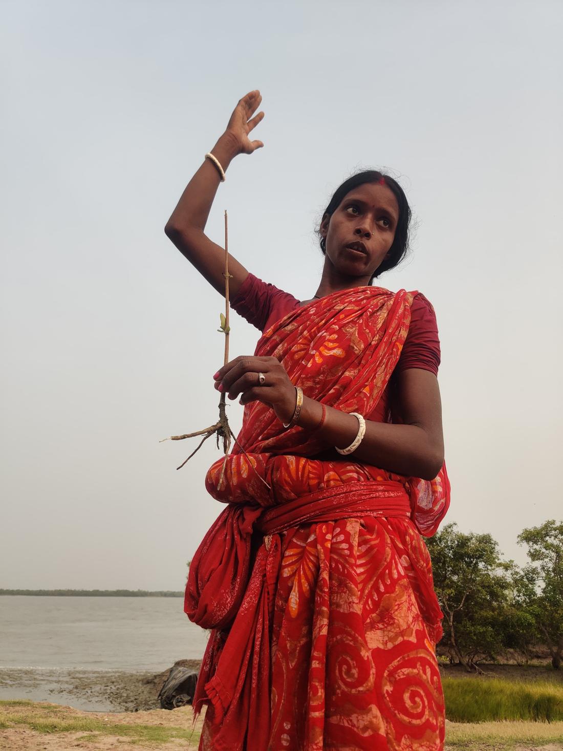 A woman in a red sari on the riverbank holds up a rooted mangrove seedling and explains it.